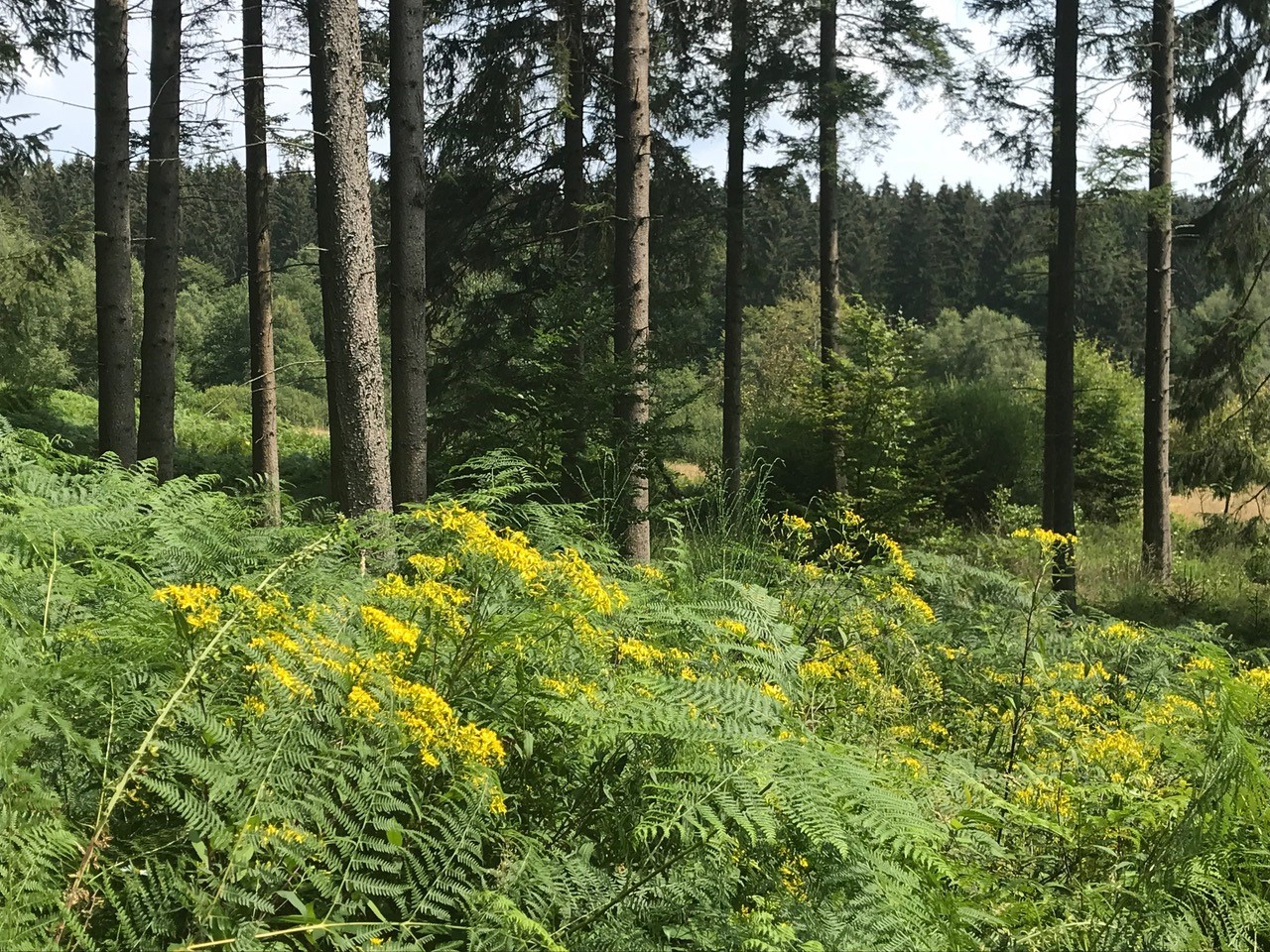 Schwarzwälder Hochwald