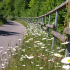 Schwarzwälder Hochwald