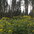 Schwarzwälder Hochwald